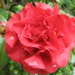 Camelia