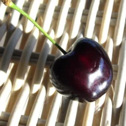 Kerselaar, Kersenboom