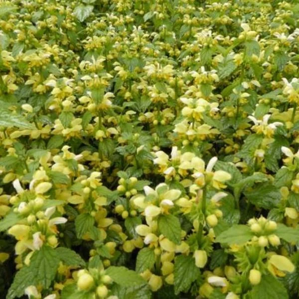 Gele Dovenetel 1 Gele Dovenetel