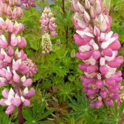 Lupine