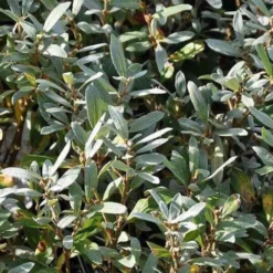 Wilg, Zwitserse Dwergwilg