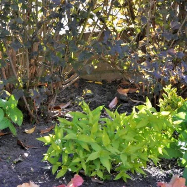 Boskamperfoelie 1 Boskamperfoelie