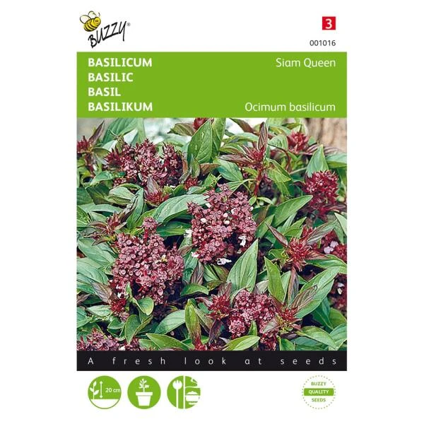 Basilicum Siam Queen - Ocimum Basilicum 1 Basilicum Siam Queen - Ocimum Basilicum