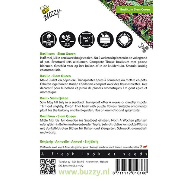 Basilicum Siam Queen - Ocimum Basilicum 2 Basilicum Siam Queen - Ocimum Basilicum - Afbeelding 2