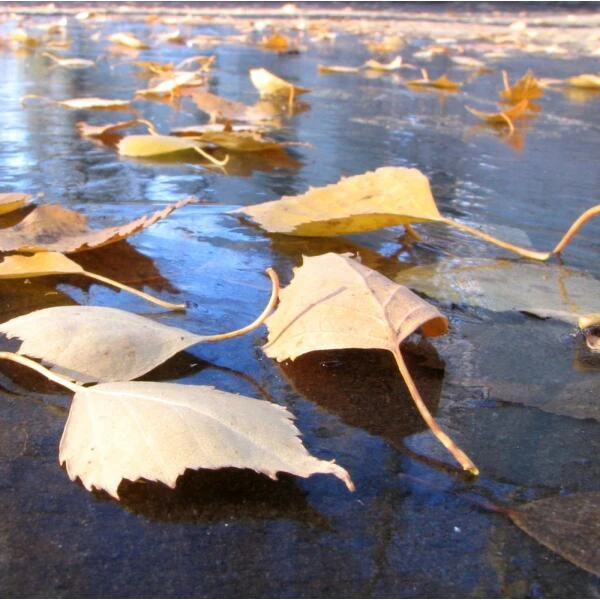 Fijnmazig Vijvernet 6 × 5 Meter 3 Fijnmazig Vijvernet 6 × 5 Meter - Afbeelding 3