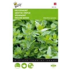 Kruizemunt - Mentha Spicata