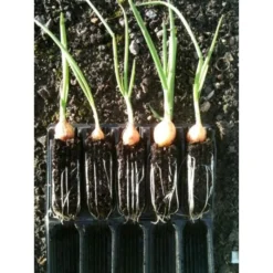 Kweektray Compact Rapid Root - 20 Cellen 7 Kweektray Compact Rapid Root - 20 Cellen -Aanbiedingen Tuin Bliss Winkel kweektray rapid root 20 cellen 1487680721 0 600