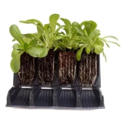 Kweektray Rapid Roots - 32 Cellen -Aanbiedingen Tuin Bliss Winkel kweektray rapid roots 32 cellen 1521399839 1 600
