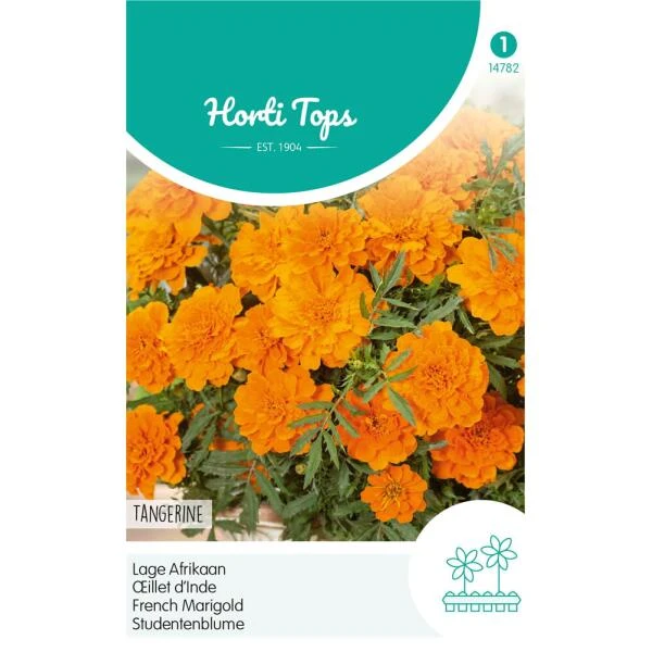 Lage Afrikaan Tangerine - Tagetes Patula Nana