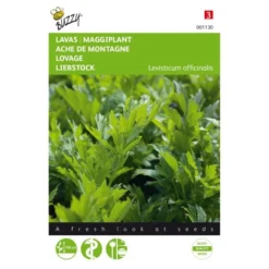 Lavas Of Maggikruid - Levisticum Officinalis