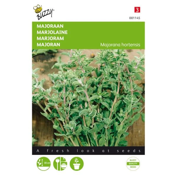 Majoraan - Origanum Majorana 1 Majoraan - Origanum Majorana