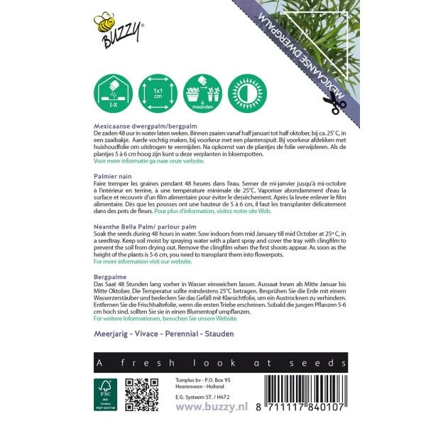 Mexicaanse Dwergpalm - Chamaedorea Elegans 2 Mexicaanse Dwergpalm - Chamaedorea Elegans - Afbeelding 2