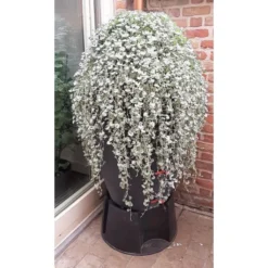 Regenton Antraciet - 360 Liter 7 Regenton Antraciet - 360 Liter -Aanbiedingen Tuin Bliss Winkel regenton antraciet 360 liter 1566069314 1 600