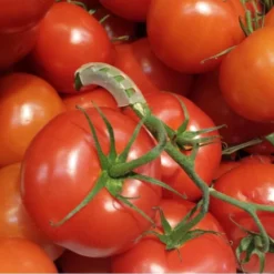 Tomaten Trossteun Wit - Set Van 100 Stuks -Aanbiedingen Tuin Bliss Winkel tomatentrossteunen 1536691845 1 600