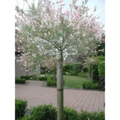 Tree-fix Boombinder 23 Cm - Set Van 20 Stuks -Aanbiedingen Tuin Bliss Winkel treefix boombinder 23 cm 1547127699 1 600