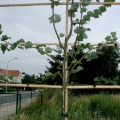 Vigne-fix 7 Cm Plantenbinder - 500 G -Aanbiedingen Tuin Bliss Winkel vignefix 7 cm plantenbinder 1547134454 1 600