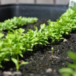 Zaaibak Zwart 57 × 42 × 8 Cm -Aanbiedingen Tuin Bliss Winkel zwarte zaaibak 55 x 40 x 8 cm 1484055699 5 600