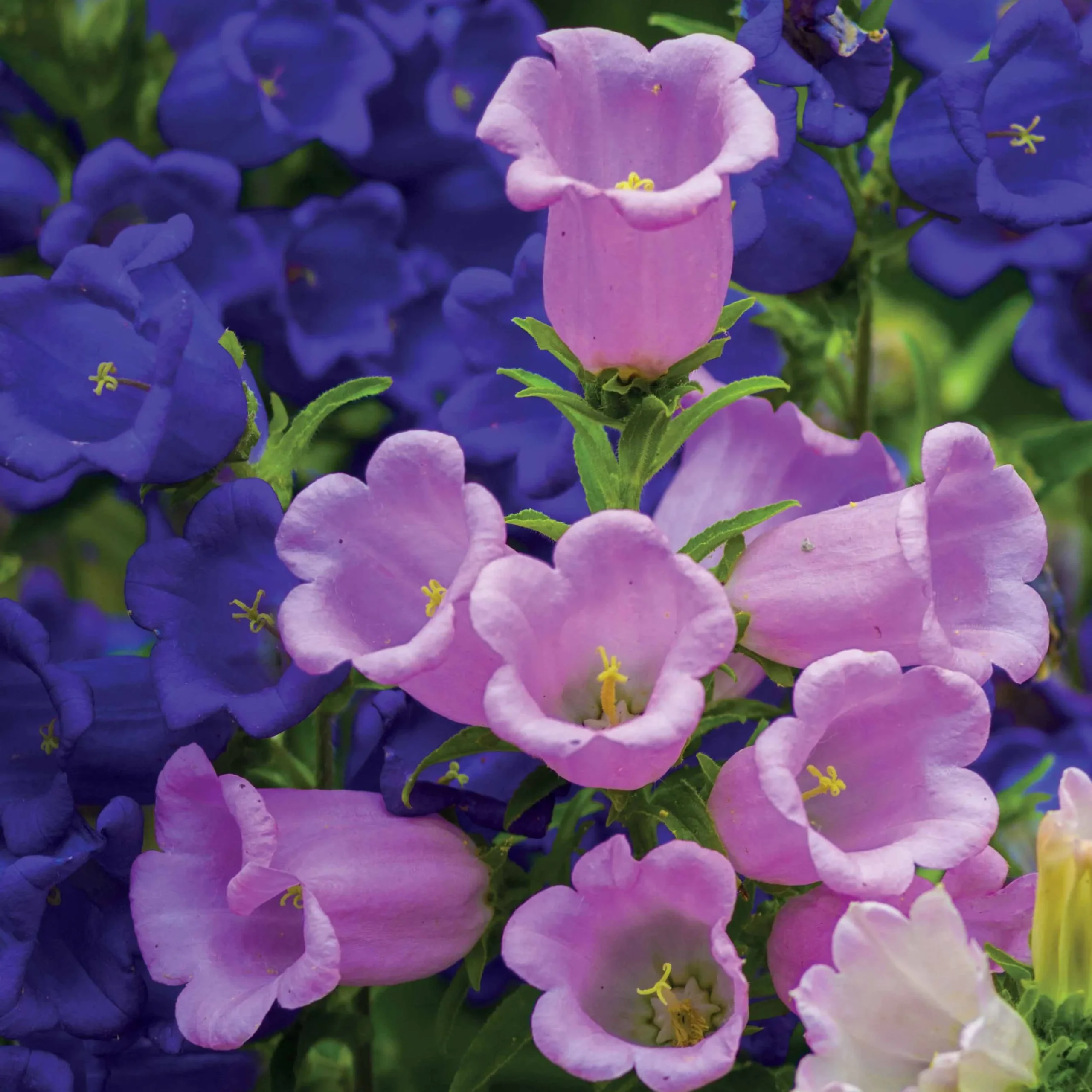 Aanbiedingen Tuin Bliss Winkel -Aanbiedingen Tuin Bliss Winkel 1 scaled