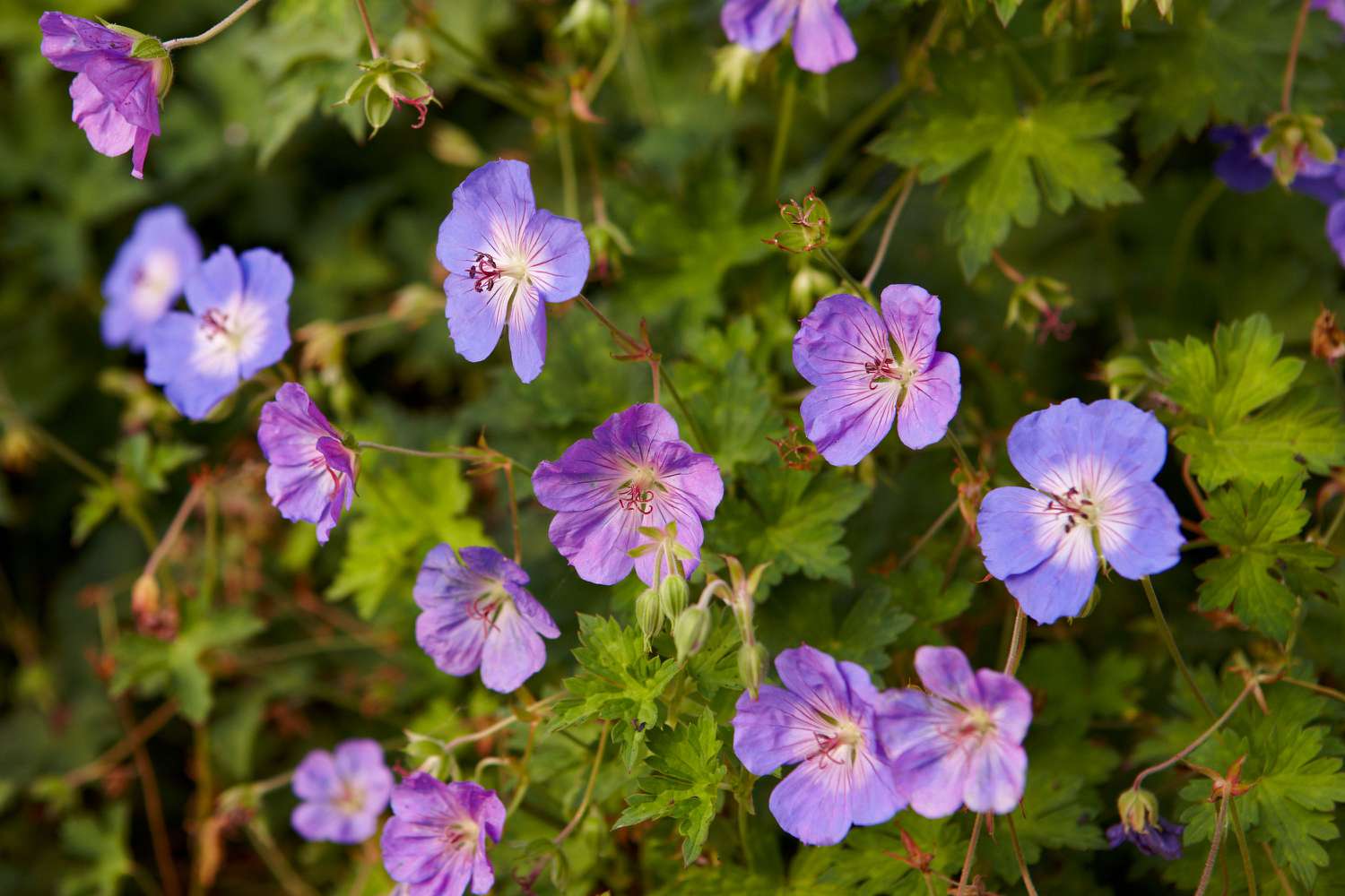 Aanbiedingen Tuin Bliss Winkel -Aanbiedingen Tuin Bliss Winkel 101806163 geranium bd69eabbd89e4beb87dd6f85c072cd2f