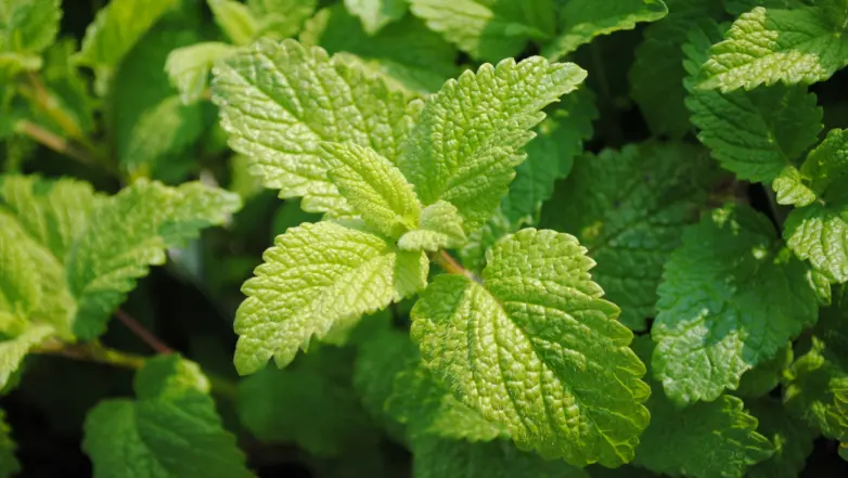 Aanbiedingen Tuin Bliss Winkel 33 Aanbiedingen Tuin Bliss Winkel -Aanbiedingen Tuin Bliss Winkel 2