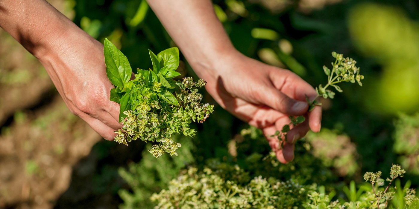 Aanbiedingen Tuin Bliss Winkel -Aanbiedingen Tuin Bliss Winkel PLP kruidenzaden
